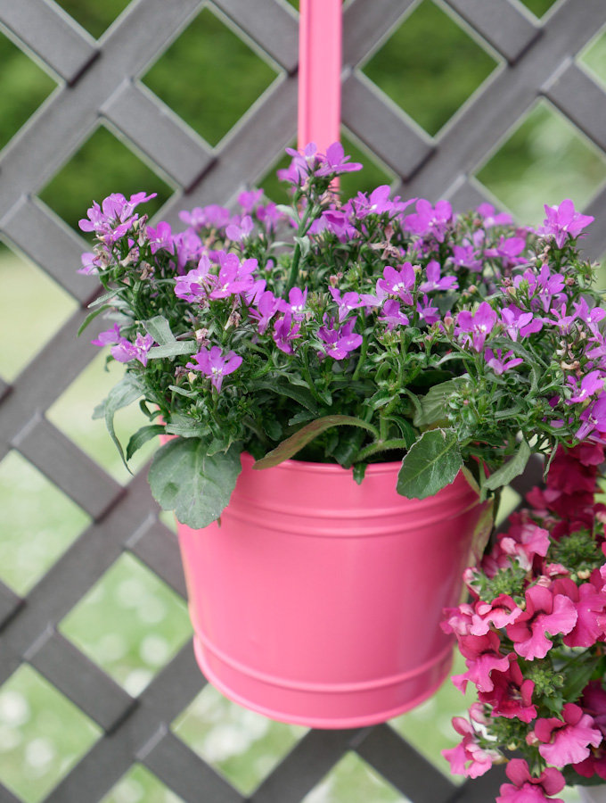 Shrubbery with flowers