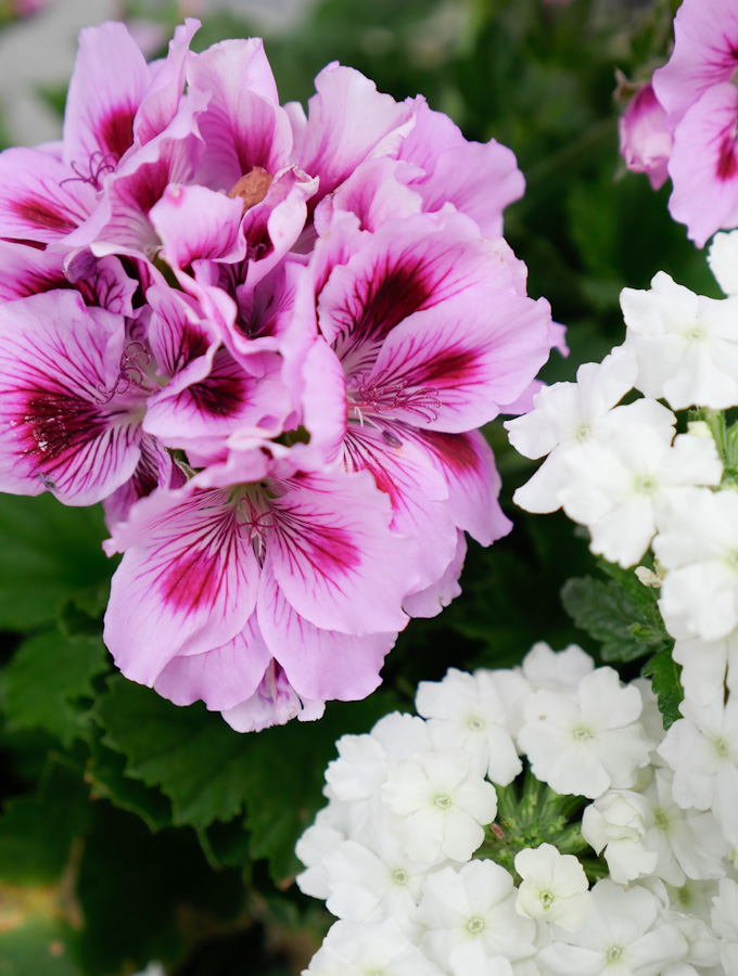  Summer Garden Flowers 